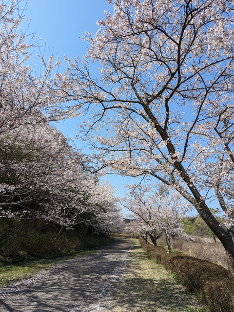PXL_20230401_035327976