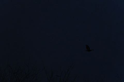s-_67L6986-ARW_DxO_DeepPRIMEXD