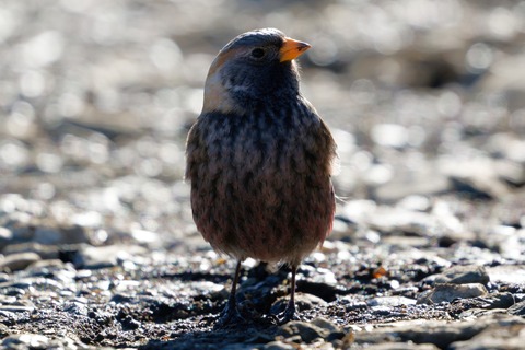 D6703865-ARW_DxO_DeepPRIMEXD