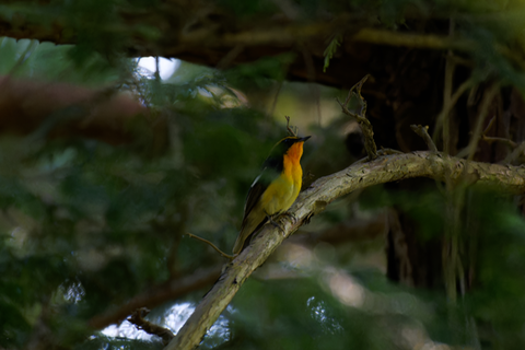 s-D6701547-ARW_DxO_DeepPRIMEXD