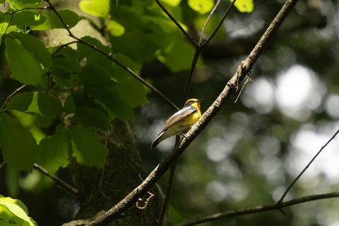 s-_A741993-ARW_DxO_DeepPRIMEXD