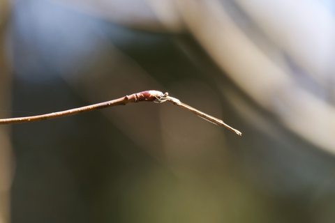 s-_67L6889-ARW_DxO_DeepPRIMEXD