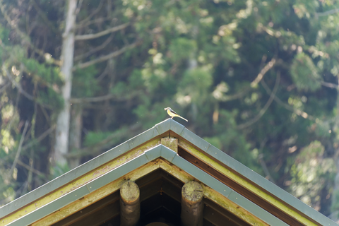 s-D6700465-ARW_DxO_DeepPRIMEXD