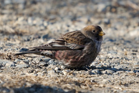 D6703834-ARW_DxO_DeepPRIMEXD