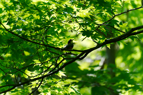 s-D6701457-ARW_DxO_DeepPRIMEXD