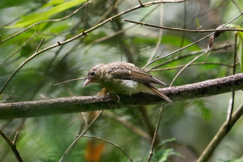 67L03562-ARW_DxO_DeepPRIMEXD