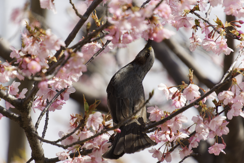 s-_D643145-ARW_DxO_DeepPRIMEXD