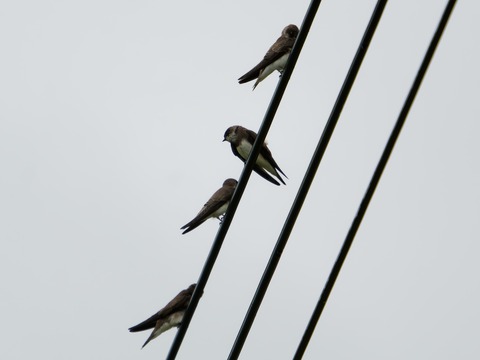 67L04547-ARW_DxO_DeepPRIMEXD