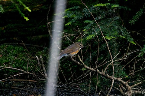 s-67L04338-ARW_DxO_DeepPRIMEXD