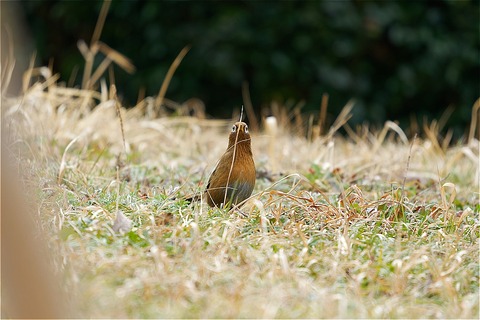 s-D6705763-ARW_DxO_DeepPRIMEXD