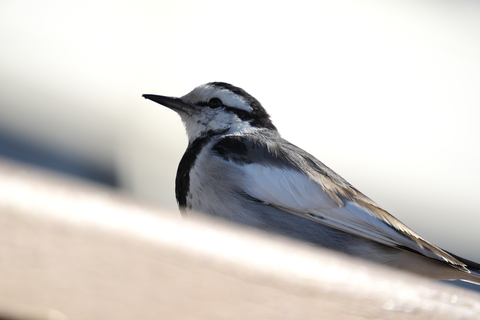 s-_DSC0485