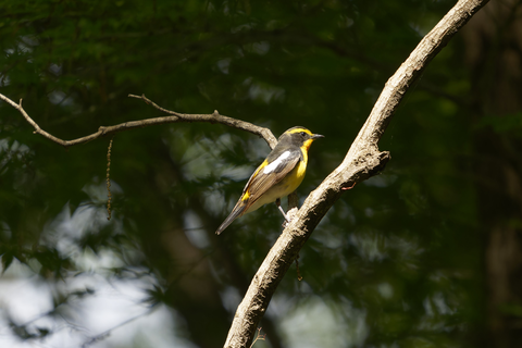 s-_A741974-ARW_DxO_DeepPRIMEXD