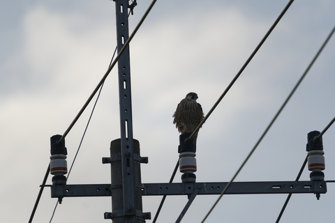 s-_67L3568-ARW_DxO_DeepPRIMEXD