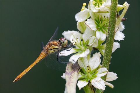 s-67L04318-ARW_DxO_DeepPRIMEXD