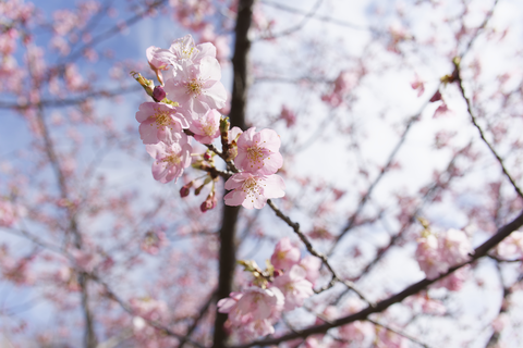 s-_D643101-ARW_DxO_DeepPRIMEXD