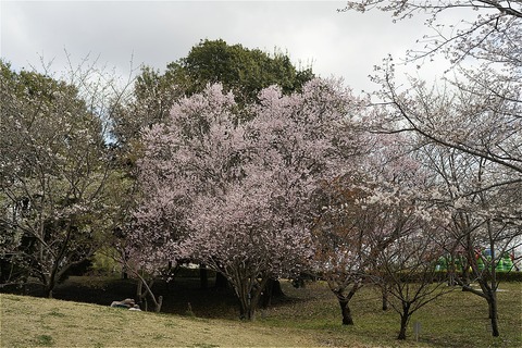 s-_7IV7031-DxO_DeepPRIME 3