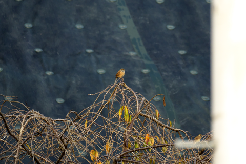 s-_DSC0832