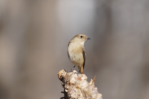 A7V01800-DxO_DeepPRIME 3