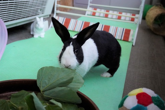 20230429くりDSC06143