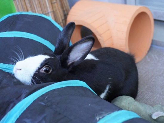 220103ビスケDSC02007 (2)