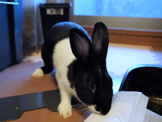 220904くろみつDSC00349 (2)