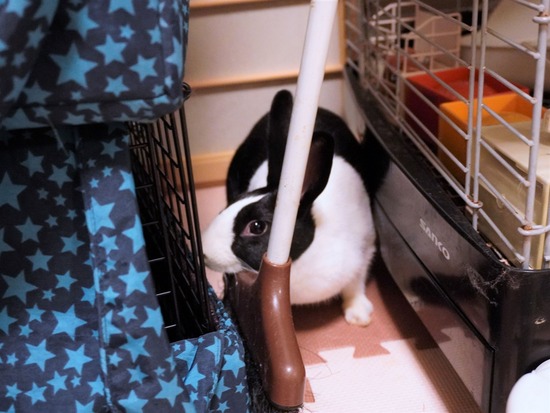 220827きなこDSC09093 (2)