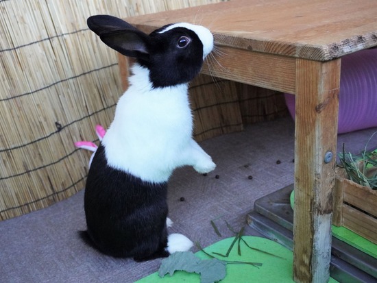 220129クッキーDSC04142 (2)