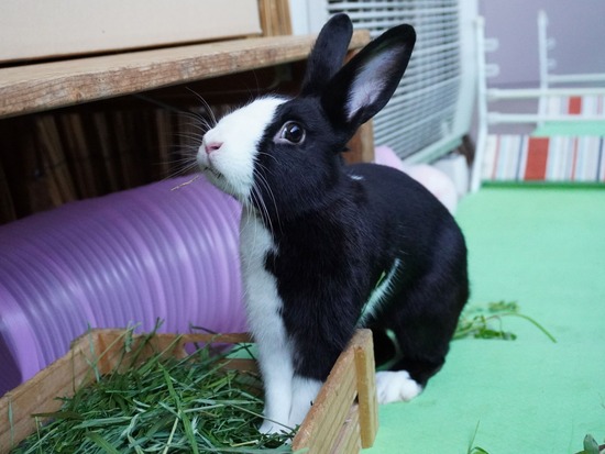 220505ビスケDSC03628 (2)