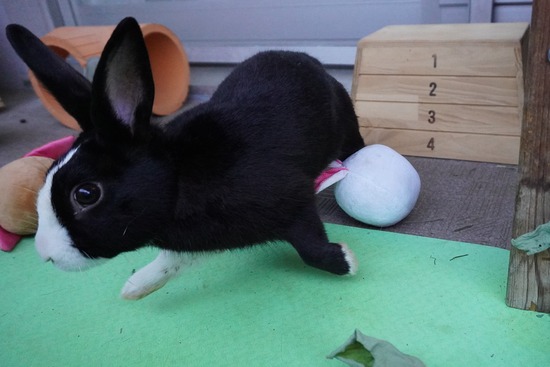 20230503こんDSC07895