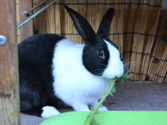 211212 koma DSC_1299 (2)