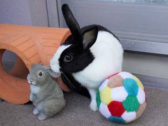 220110komaDSC02720 (2)