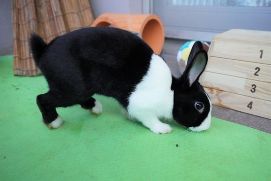 220129ビスケDSC04759 (2)