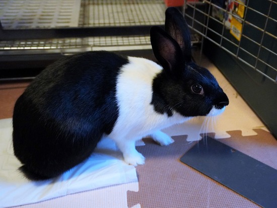 220904くろみつDSC00374 (2)