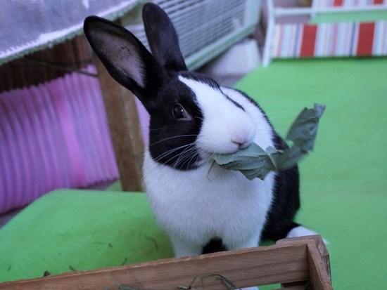 220103クッキー-DSC01541 (2)