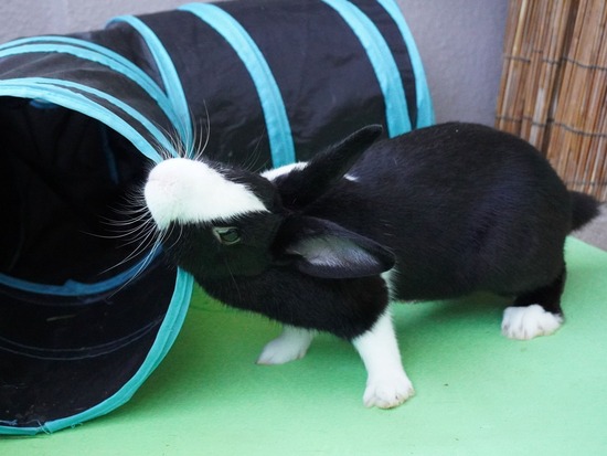 220505ビスケDSC03597 (2)