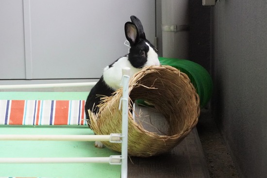 20230429こんDSC06457