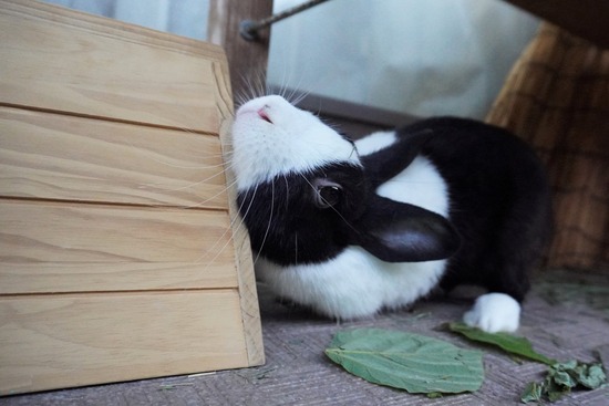 20230503げんDSC08675