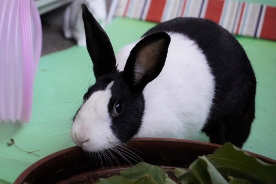 20230429くりDSC06180