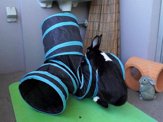 220110ビスケDSC03064 (2)