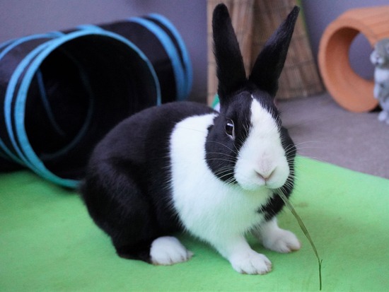 220212ビスケDSC05420 (2)