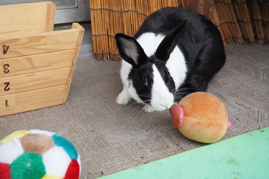 20230611みるDSC00589