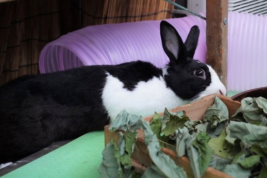 20230503こんDSC07675