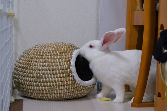 210828 ミルクDSC_2086 (2)