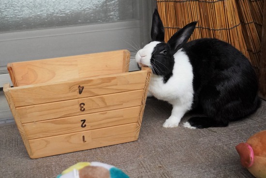 20230611みるDSC00606