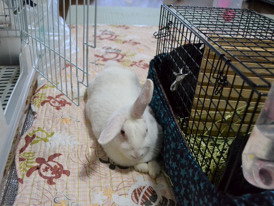 211120 itokomaDSC_1345 (2)