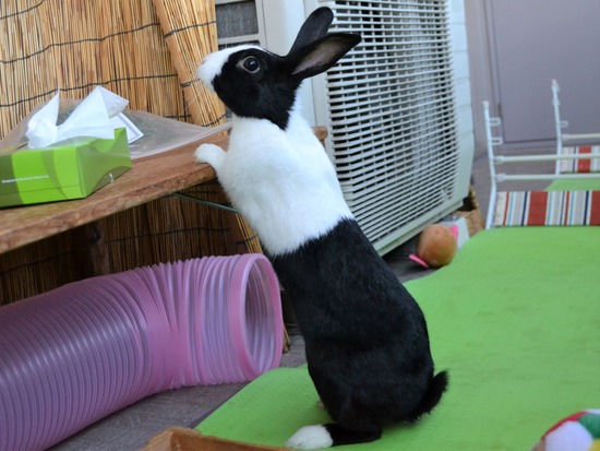 210920 koma DSC_2415 (2)