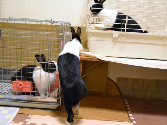 210815 こまDSC_2196 (2)