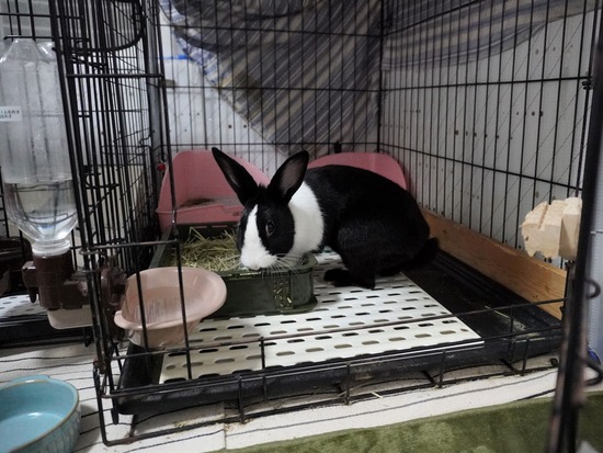 220917わらび？DSC00644 (2)