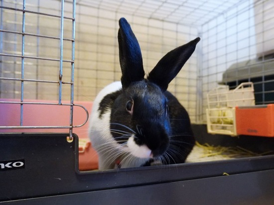 220904くろみつDSC00247 (2)