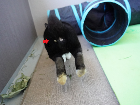 220110ビスケDSC03309 (2)